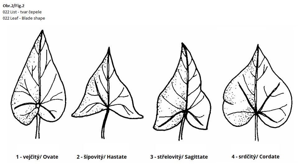 022 Leaf - Blade shape