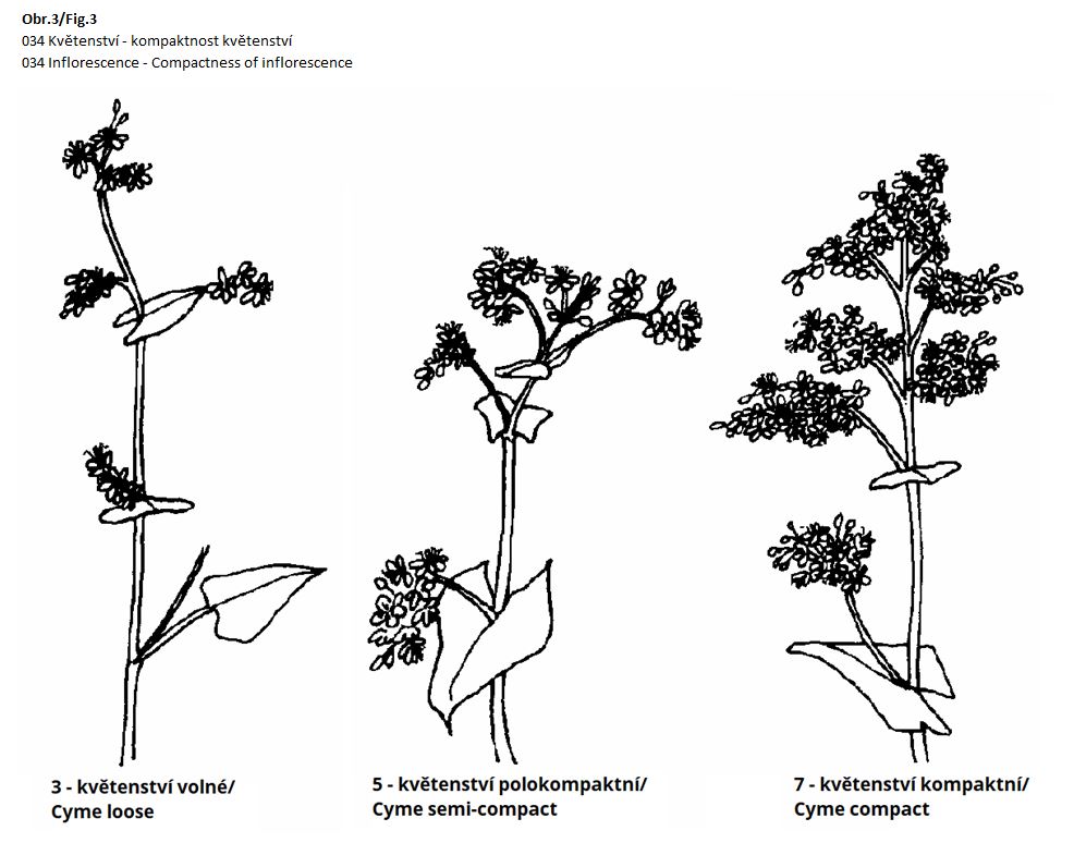 034 Inflorescence - Compactness of inflorescence