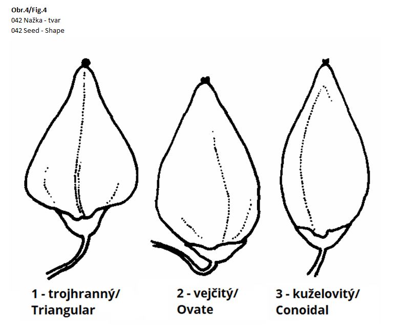 042 Seed - Shape