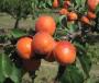 column Fruit