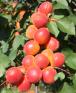 column Fruit