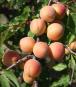 column Fruit