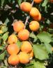 column Fruit