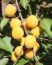 column Fruit