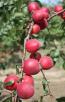 column Fruit