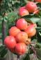 column Fruit