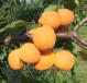 column Fruit
