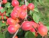 column Fruit