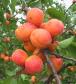 column Fruit