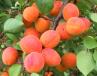 column Fruit