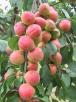 column Fruit