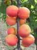 column Fruit