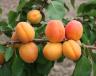 column Fruit