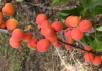 column Fruit
