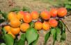 column Fruit