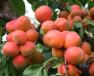 column Fruit