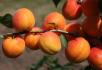 column Fruit