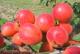 column Fruit