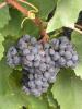 Click for 1 image(s) for this accession. Fruit