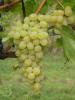 Click for 2 image(s) for this accession. Fruit