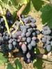 Click for 2 image(s) for this accession. Fruit