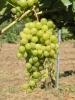 Click for 2 image(s) for this accession. Fruit