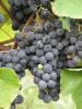 Click for 2 image(s) for this accession. Fruit