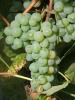 Click for 2 image(s) for this accession. Fruit