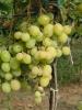 Click for 2 image(s) for this accession. Fruit