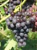 Click for 2 image(s) for this accession. Fruit