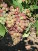 Click for 2 image(s) for this accession. Fruit