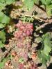 Click for 2 image(s) for this accession. Fruit