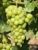 Click for 2 image(s) for this accession. Fruit